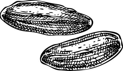 Tonka bean sketch. Hand-drawn vector icon. Perfumery and cosmetics, aromatic ingredients. Logo design. Not AI generated 