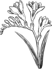 Freesia flower sketch. Hand-drawn vector icon. Perfumery and cosmetics, aromatic ingredients. Logo design. Not AI generated 