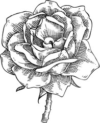 Rose flower sketch. Hand-drawn vector icon. Perfumery and cosmetics, skincare and cosmetics logo design. Not AI generated 
