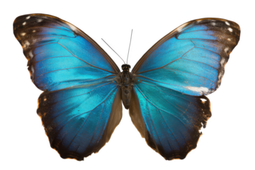 Vibrant Blue Morpho Butterfly A Stunning Close-Up Photograph