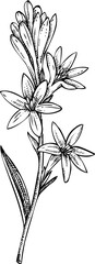 Tuberose flower sketch. Hand-drawn vector icon. Perfumery and cosmetics, aromatic ingredients. Logo design. Not AI generated 