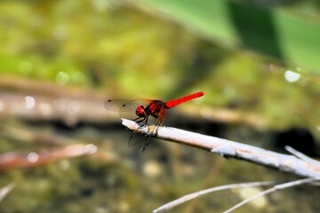 ハッチョウトンボ