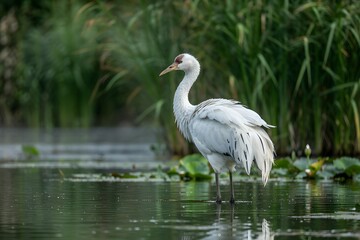 Obraz premium White whooping crane in a calm pond