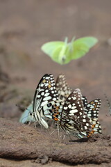 Close-up of a beautiful red admiral butterfly with colorful wings on a vibrant summer flower in the garden