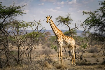 Fototapeta premium Giraffe in african savanna landscape