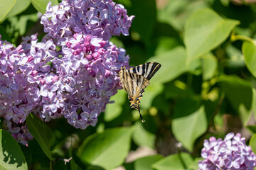 butterfly on lilac