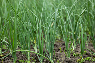 Fototapeta premium Green onions grow in the garden outdoors. Growing organic vegetables
