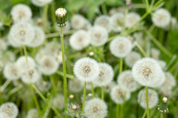 White Dandelion flower close up. Nature background. Fluffy flower. Fluffy dandelion head.