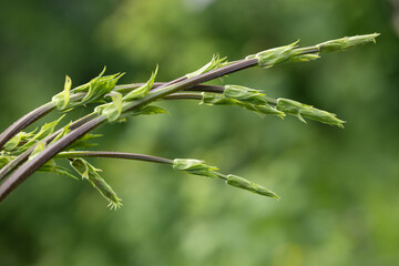 New common hops Humulus lupulus vines growing horizontally