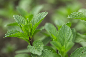 Green Mint Plant Grow Background close up .mint leaf. © eliosdnepr