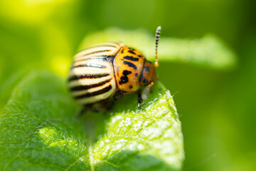 Agricultural pest Colorado potato beetle eats potato leaves