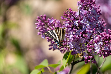 butterfly on lavender