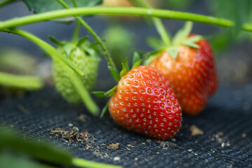 Ripening and green organic strawberry bush in the garden close up. Growing a crop of natural strawberries on farm