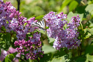 Obraz premium lilac flowers on a green background
