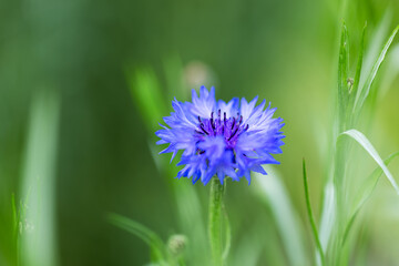 Cornflower Centaurea cyanus in full bloom on a sunny day