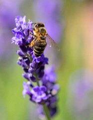 Macro Honeybee on Lavender Flower: Close-up of Bee Pollinating in Sunny Blooming Garden. Symbolizing Nature's Ecosystem, Biodiversity, Sustainable Agriculture & Vibrant Summer Blooms