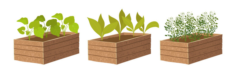 Young vegetable plants growing in a wooden boxes with soil. Agriculture and planting vector illustration.
