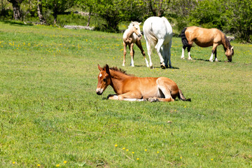 horses in the meadow