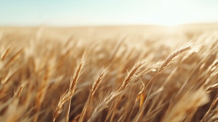A picturesque golden wheat field sways gently under a bright sunny sky, reflecting the beauty of nature and symbolizing harvest, growth, and abundance.