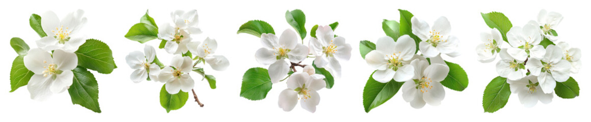 Fototapeta premium PNG Delicate white apple blossoms arranged, element set on transparent background
