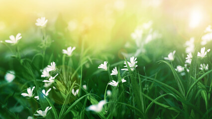Fototapeta premium Sunlit field of blooming Stellaria holostea, also known as greater stitchwort, with delicate white flowers glowing among lush green grass. A bright, natural scene capturing spring’s gentle warmth. 