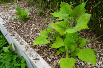 Yacon growing in raised garden bed with wood chips mulch