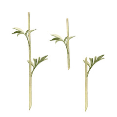 Delicate peony stem with two leaves in soft green tones watercolor illustration isolated on white. Hand-painted perfect as design element for bouquets, flower compositions, packaging, cards