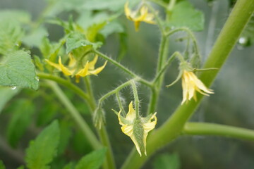 Tomato flowers blooming in greenhouse, growing vegetables