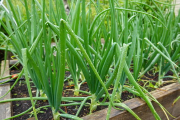 Green onions growing in raised garden bed with water drops