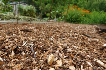 Shredded wood chips covering garden soil for moisture retention
