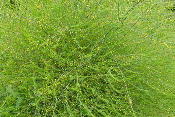 Asparagus officinalis growing densely showing small yellow flowers