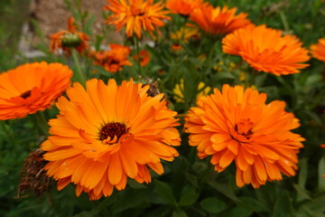 Bright orange calendula flowers blooming in garden