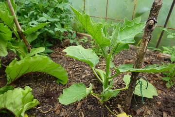 Fototapeta premium Eggplant seedling growing in vegetable garden supported by wooden stake