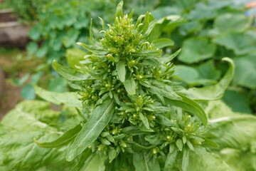 Fototapeta premium Butterbur sprout growing in vegetable garden