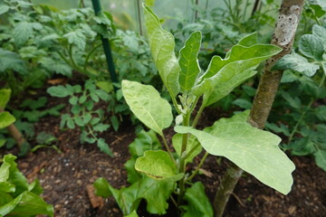 Eggplant seedling growing in greenhouse with tomato plants in background
