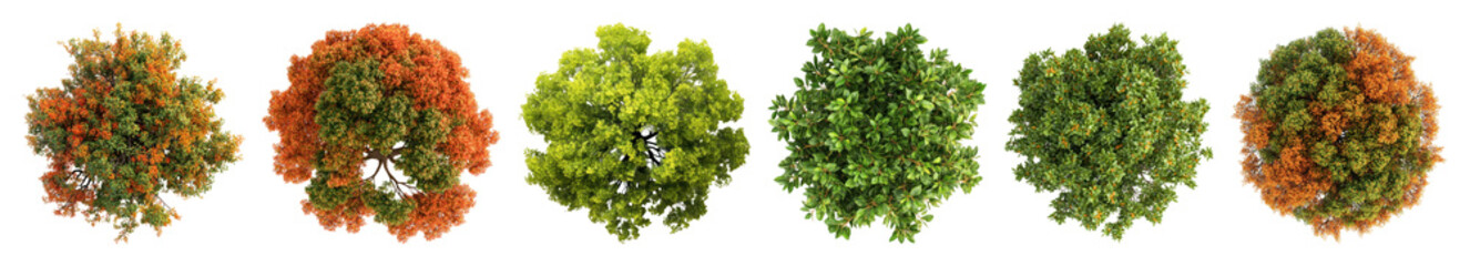 Obraz premium PNG Colorful seasonal tree foliage, element set on transparent background