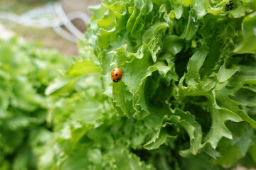 Ladybug walking on fresh green lettuce in vegetable garden