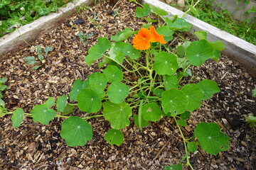 Nasturtium growing in raised garden bed with wood chips mulch