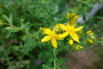 St. John's wort flowers blooming in summer garden