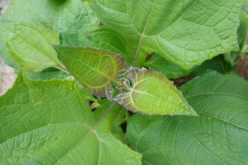 Yacon plant growing new leaves in close-up view