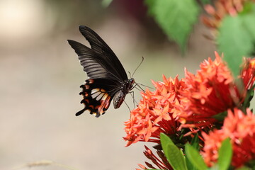 Close-up of a beautiful red admiral butterfly with colorful wings on a vibrant summer flower in the garden