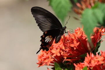 Close-up of a beautiful red admiral butterfly with colorful wings on a vibrant summer flower in the garden