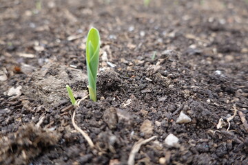 Young corn seedling growing in fertile soil