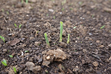 Young plants growing in fertile soil: new life in spring