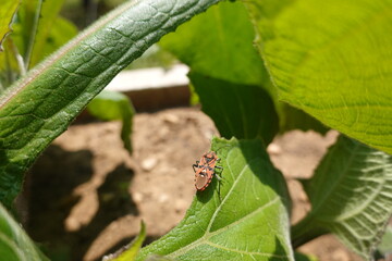 Red and black bug standing on a green leaf