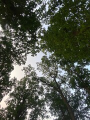The oaks are big and tall in the botanical garden. It's quiet here in the morning. You can barely hear the birds singing at dawn, at the beginning of the day.