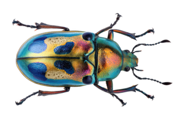 Vibrant Jewel Scarab Beetle Close-Up Macro Photography