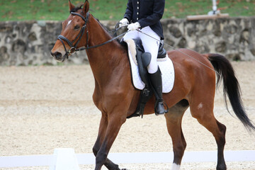 Obraz premium Female Rider Performing Dressage Test with Horse in Competition Arena