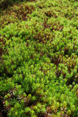 Lush Green Moss Carpet And someone dried brown moss 