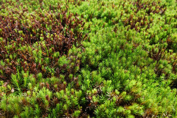 a carpet of small, spiky green moss plants and brown stalks beneath, stretching into the soft blur of the background.